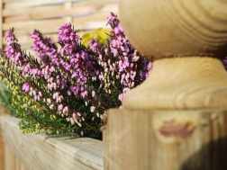 How to set your garden up for an ‘all-year-round’ bloom