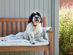 Low Maintenance Dog-Friendly Garden Designs for Busy Homeowners