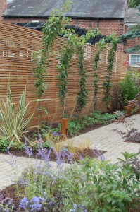 Vertical garden with climbing plants on a wooden lattice fence, surrounded by various shrubs and flowers.