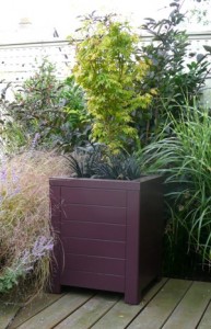 A potted shrub in a dark rectangular planter on a wooden deck, surrounded by various green plants.