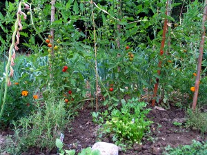 Tomato plants supported by stakes in a garden, with herbs and flowers growing below.