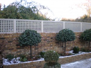 Brick wall with lattice fence on top, lined with pruned trees and small shrubs on a narrow garden bed.