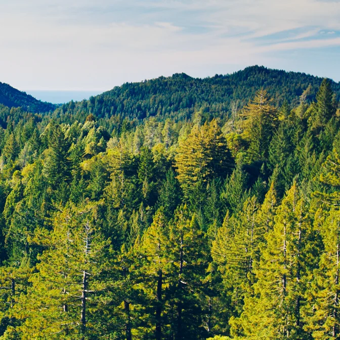 Forest
