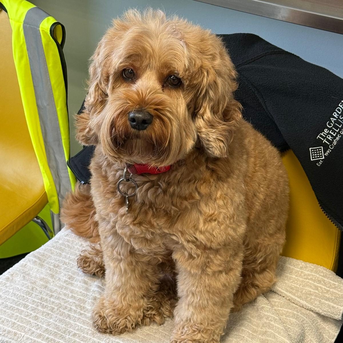 A cockerpoo sitting on a chair in The Garden Trellis Co office.