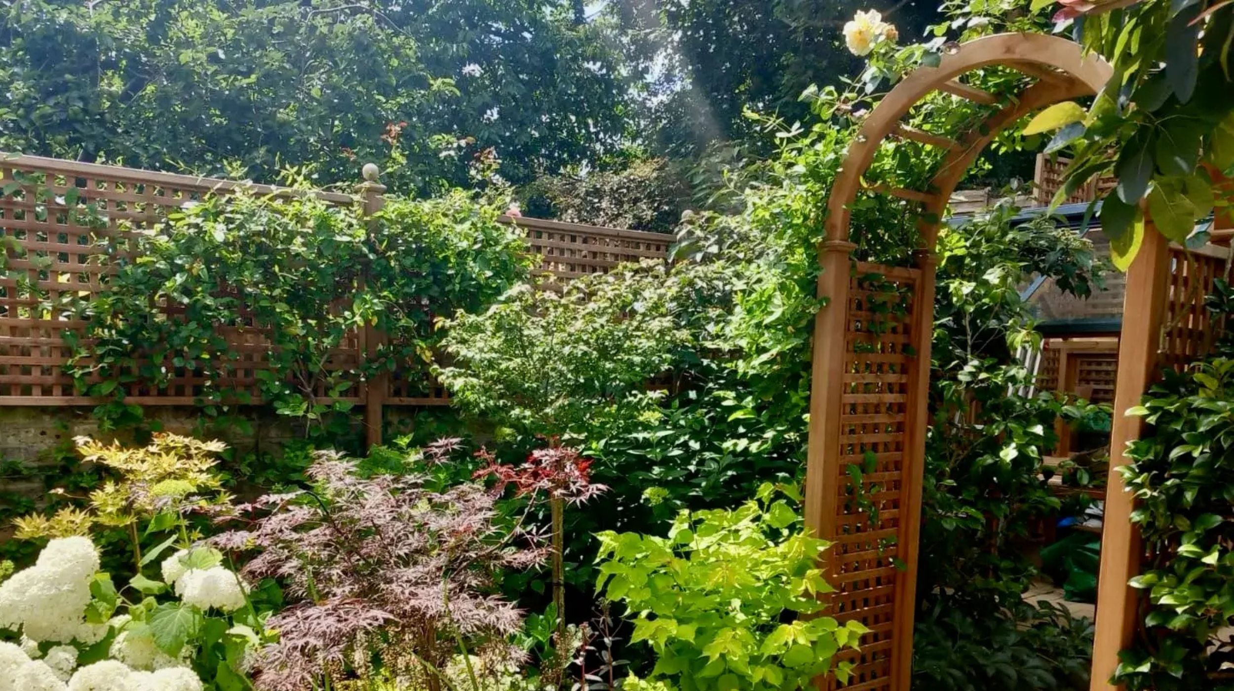 Rose arch and trellis in an  established garden
